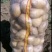 尤金885土豆大量供应个大型好