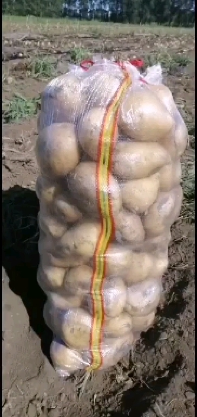 尤金885土豆大量供应个大型好