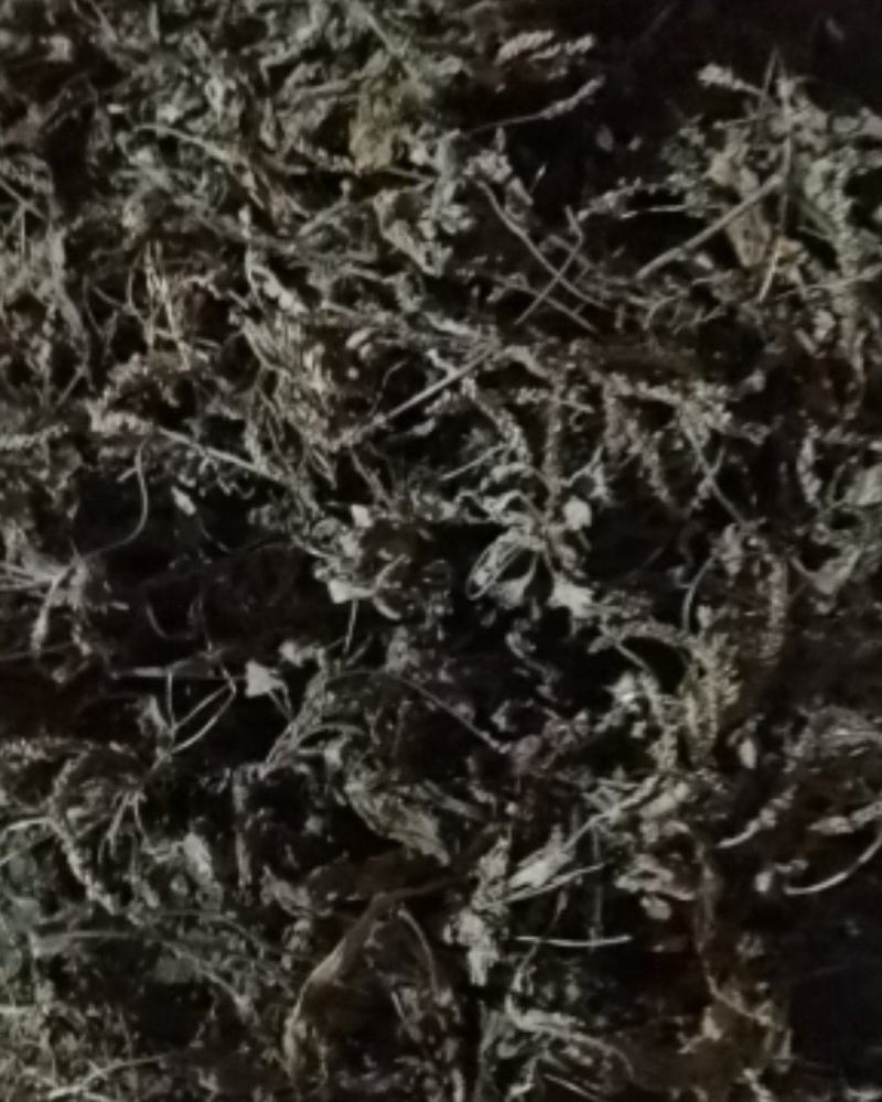 车前草各种规格，各种规格，产地直供，量大从优