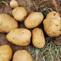 尤金885土豆大量供应个大型好