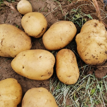 尤金885土豆大量供应个大型好
