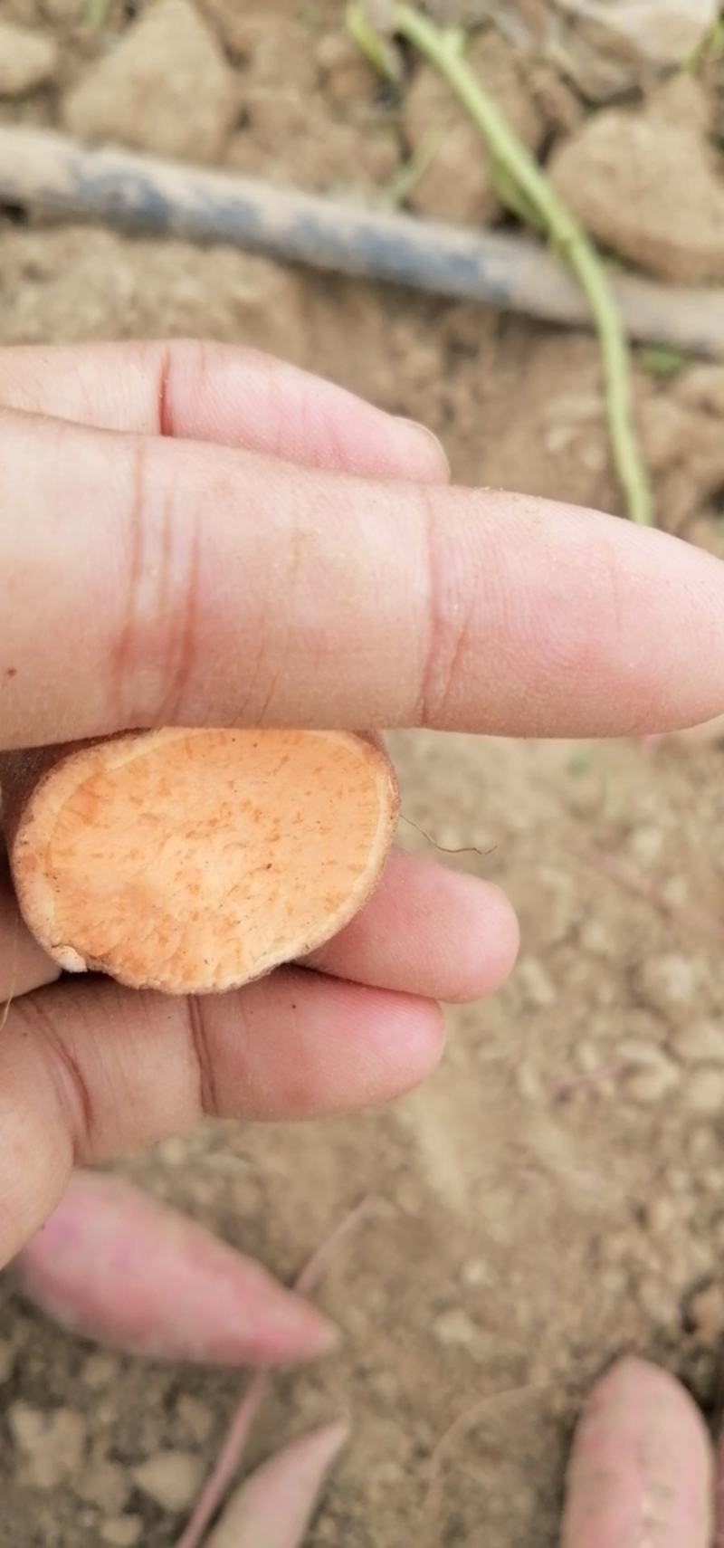 西瓜红软糯香甜基地直发