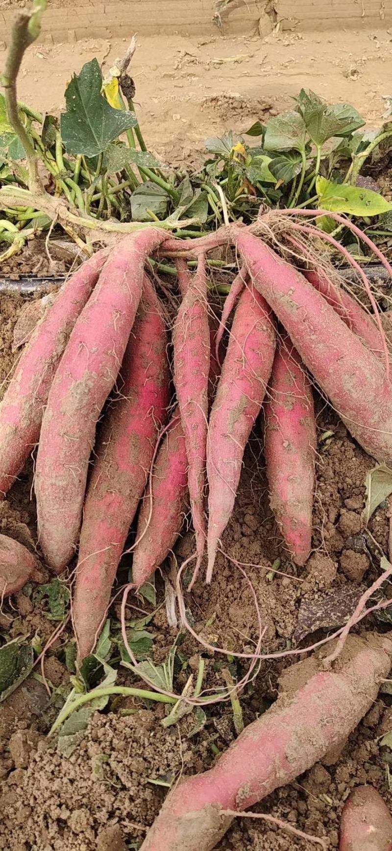 西瓜红软糯香甜基地直发