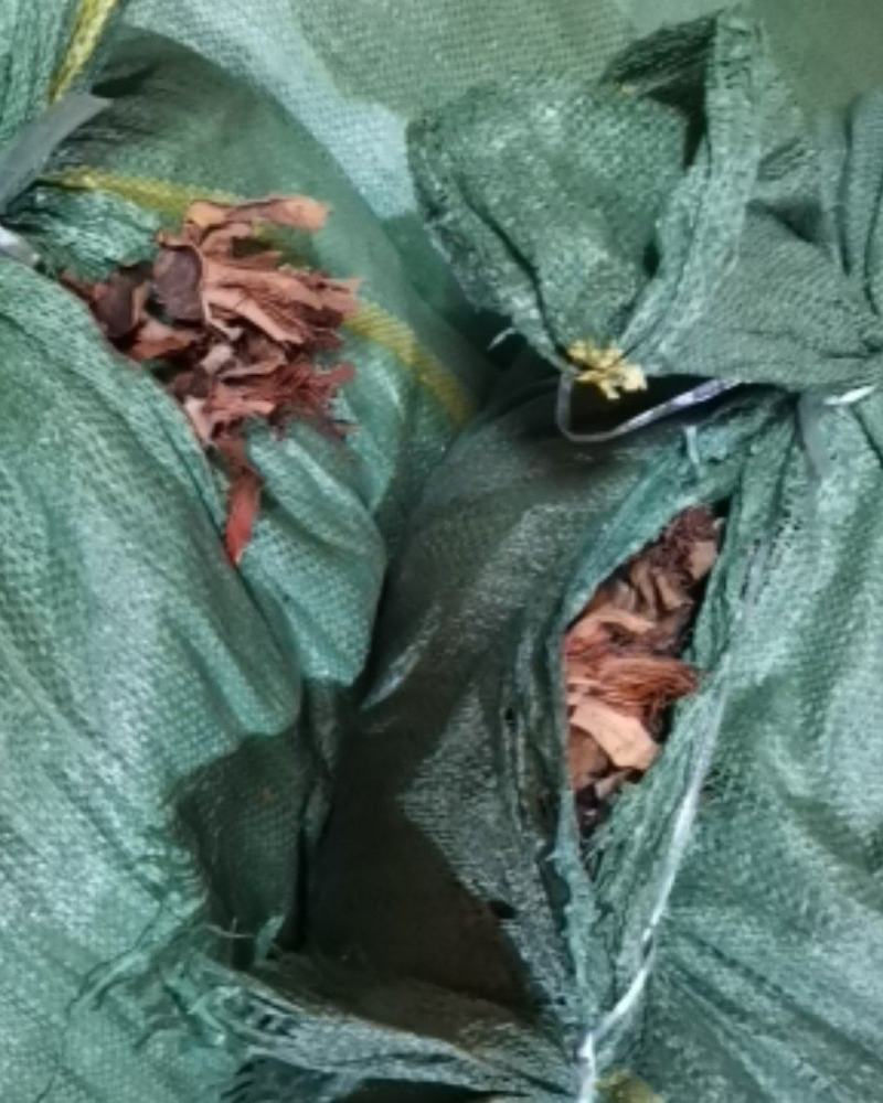 木棉花广东清远新货产地直供货源充足欢迎订购