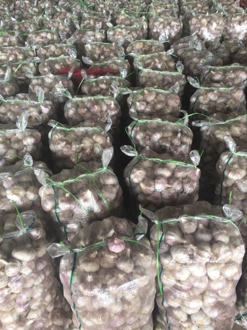 金乡大蒜山东大蒜产区直发代收代发代存冷库出租