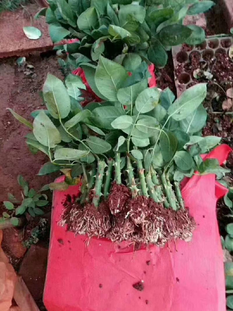 杂色大花月季苗，长年基地直销，以质量为本