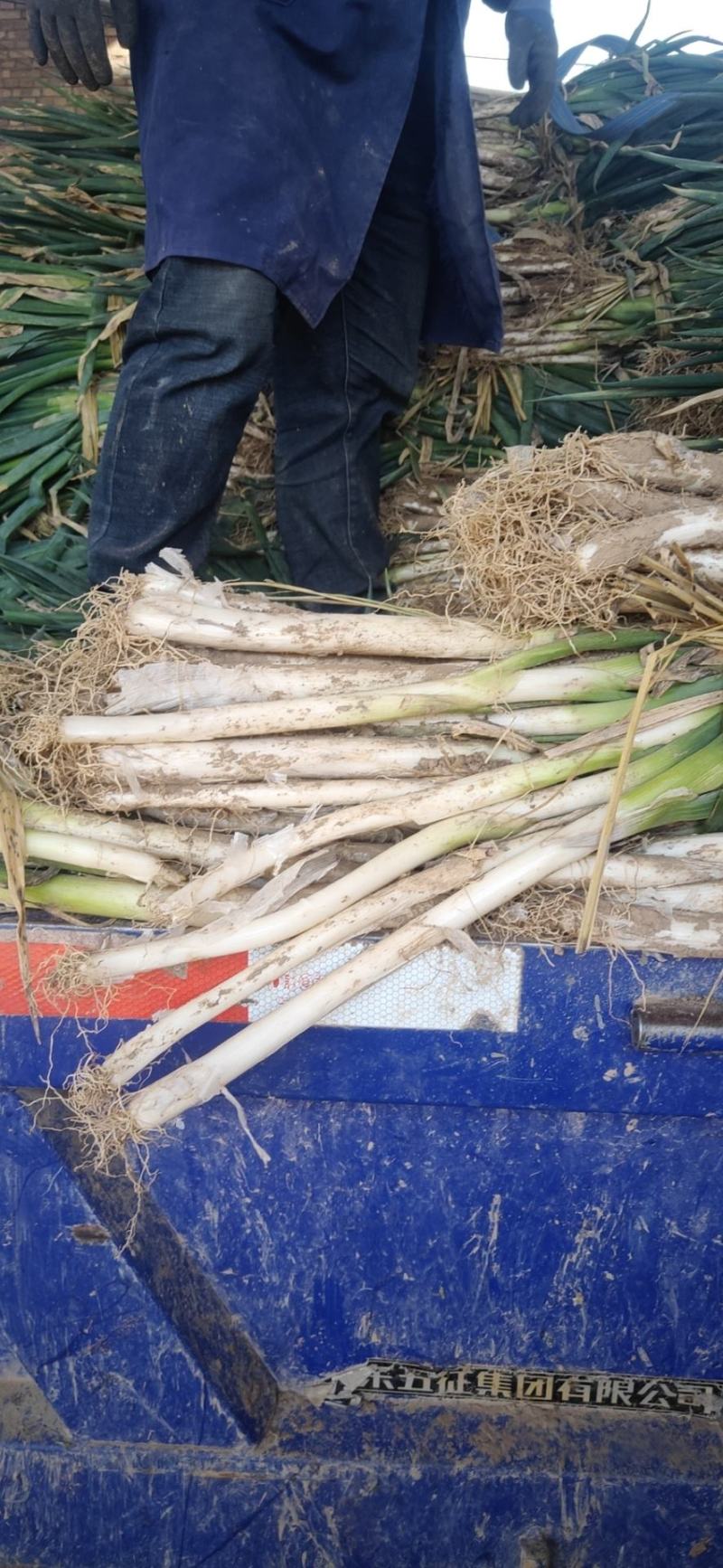 长白大葱毛葱葱白长供货量大质量可靠