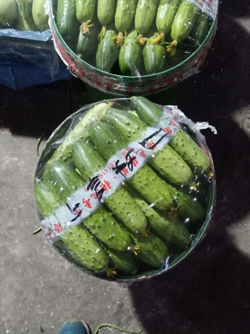 黄瓜！大刺！密刺！中刺！水果黄瓜！应有尽有！欢迎前来采购