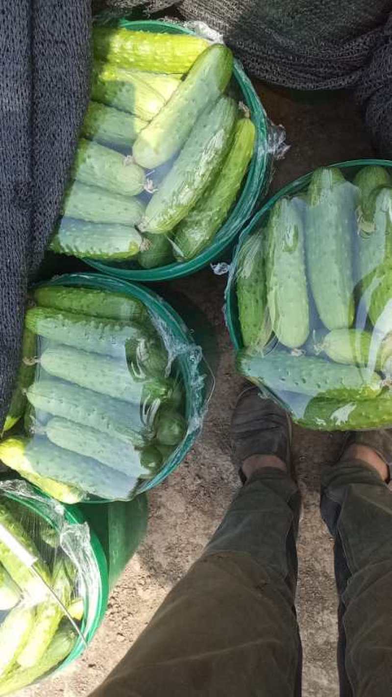 黄瓜！大刺！密刺！中刺！水果黄瓜！应有尽有！欢迎前来采购