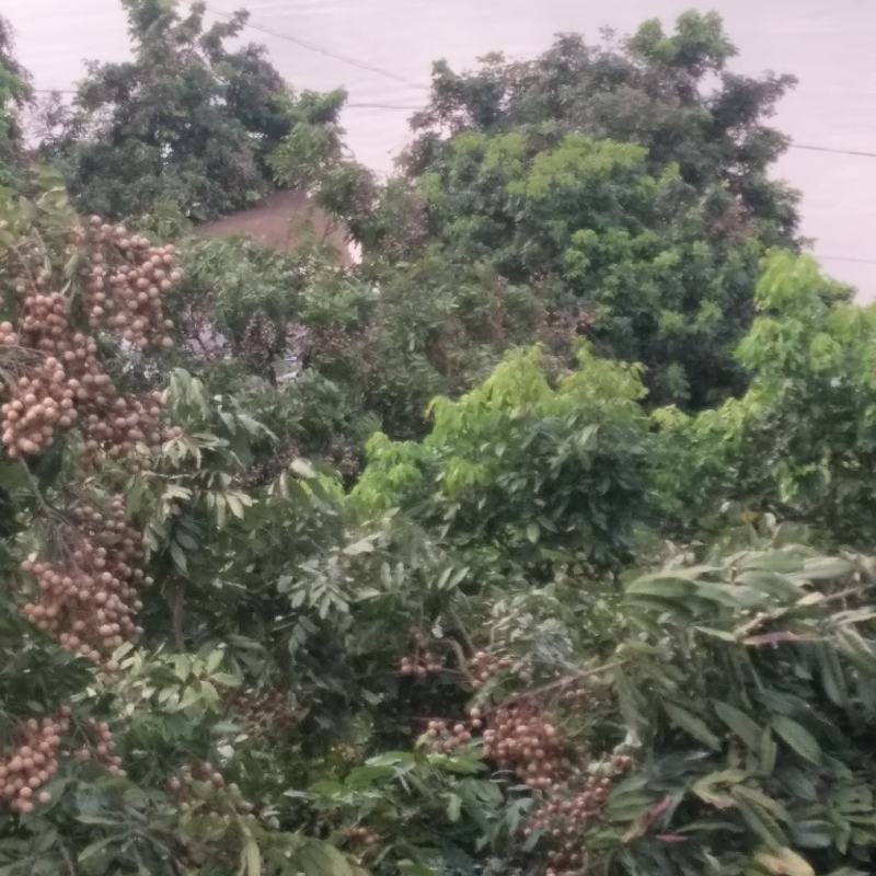 泸州长冮涨大水了桂圆都被淹了