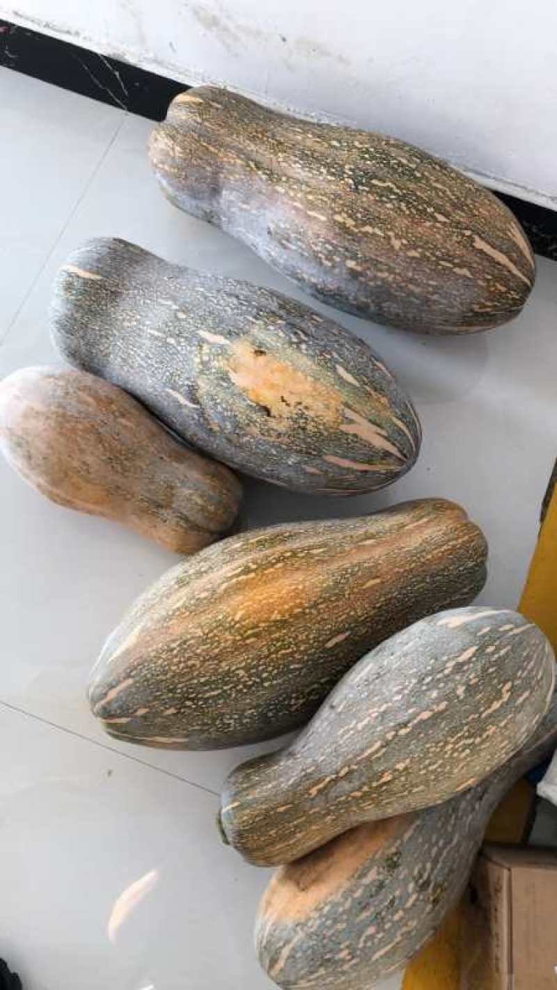贵州生态种植丶香芋瓜