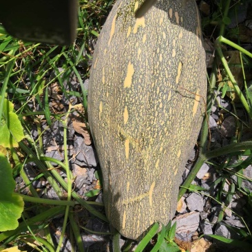 贵州生态种植丶香芋瓜