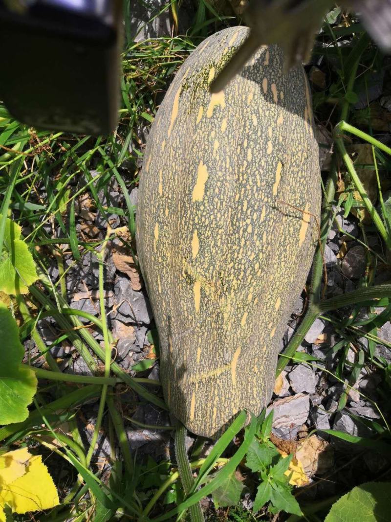 贵州生态种植丶香芋瓜