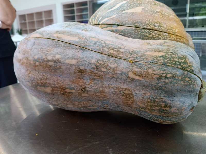 贵州生态种植丶香芋瓜