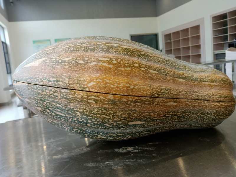 贵州生态种植丶香芋瓜