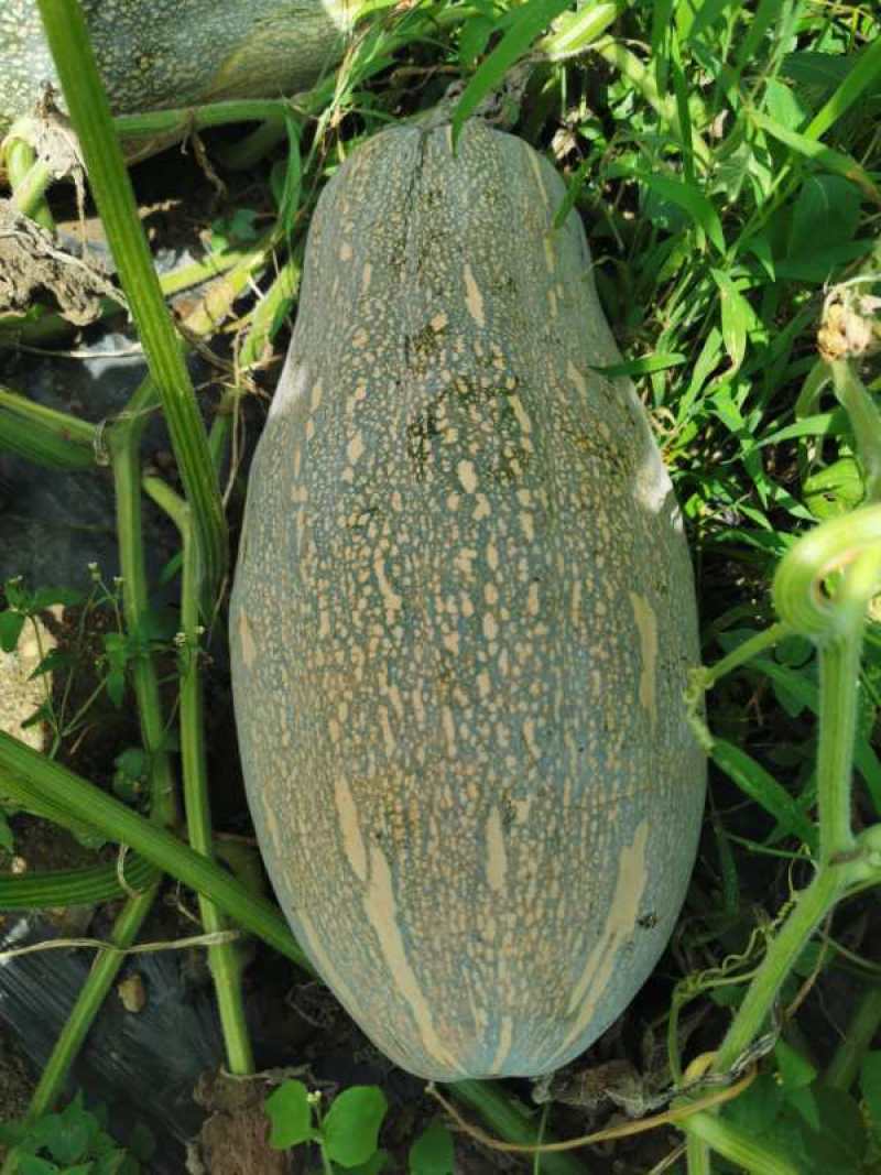 贵州生态种植丶香芋瓜