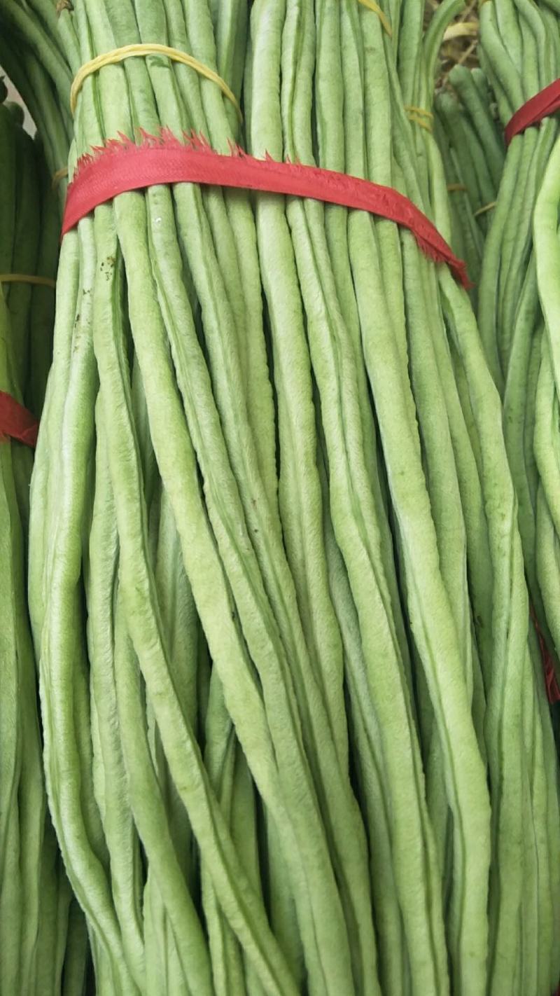 豆角新乐市豆角8月份大量上市需要的联系我欢迎你的到来