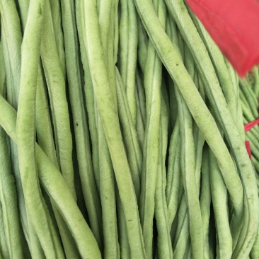 豆角新乐市豆角8月份大量上市需要的联系我欢迎你的到来