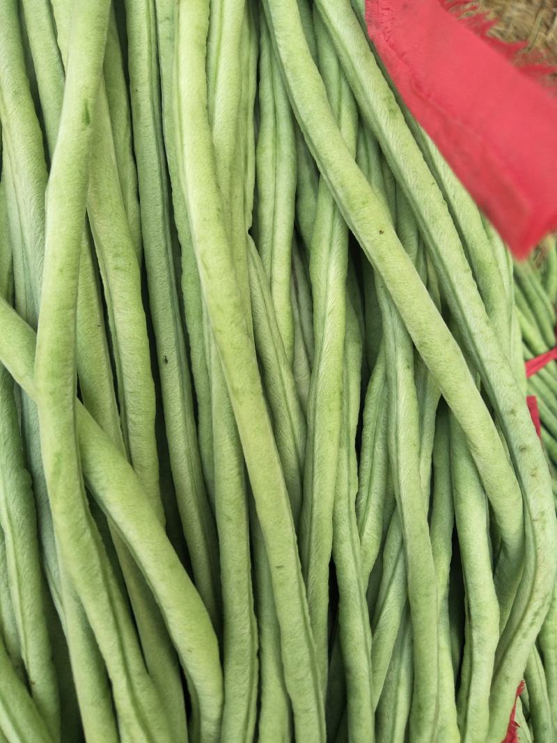 豆角新乐市豆角8月份大量上市需要的联系我欢迎你的到来