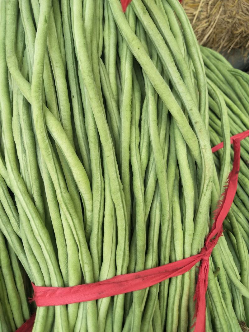 豆角新乐市豆角8月份大量上市需要的联系我欢迎你的到来