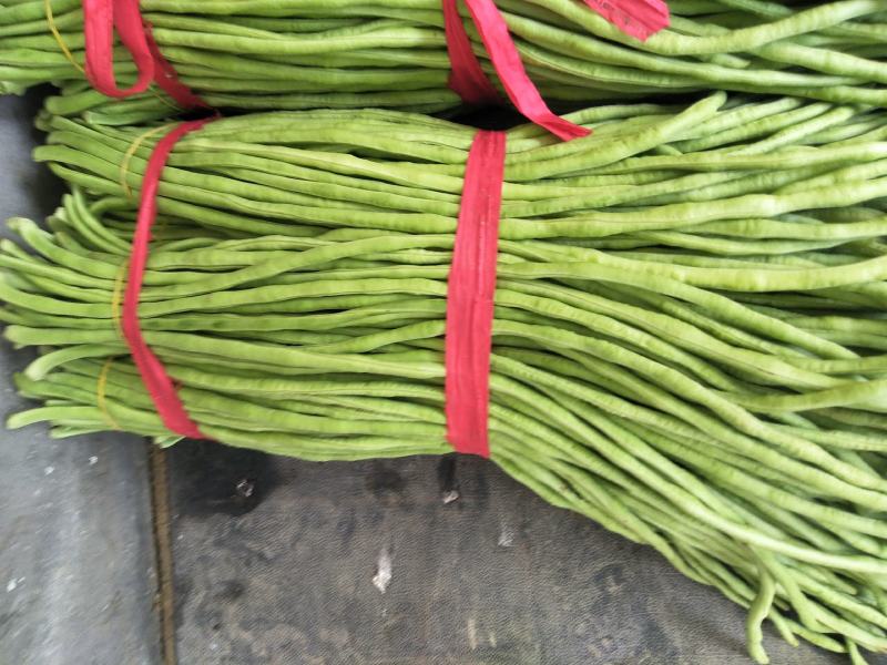 豆角新乐市豆角8月份大量上市需要的联系我欢迎你的到来