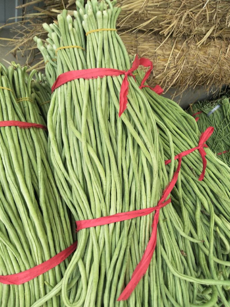 豆角新乐市豆角8月份大量上市需要的联系我欢迎你的到来