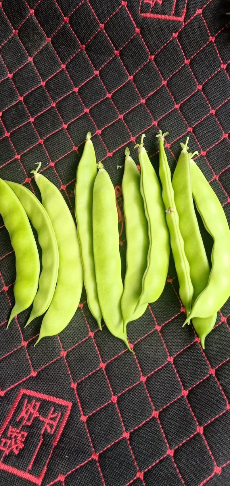 豆角！直板九月青，六粒王，七粒王！架豆王！一棵松，盖世