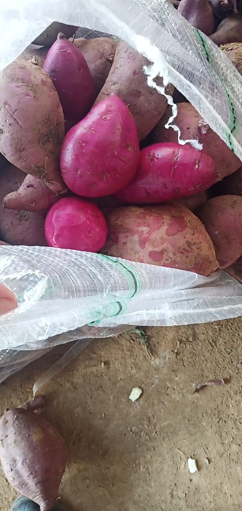 【精品】紫薯紫罗兰对接电商市场批发工厂加工