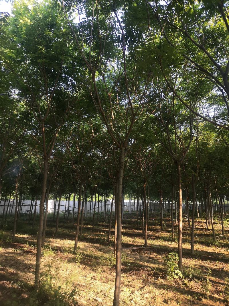 北栾树栾树10—15公分，大量供应欢迎来电咨询，
