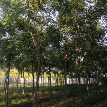 北栾树栾树10—15公分，大量供应欢迎来电咨询，