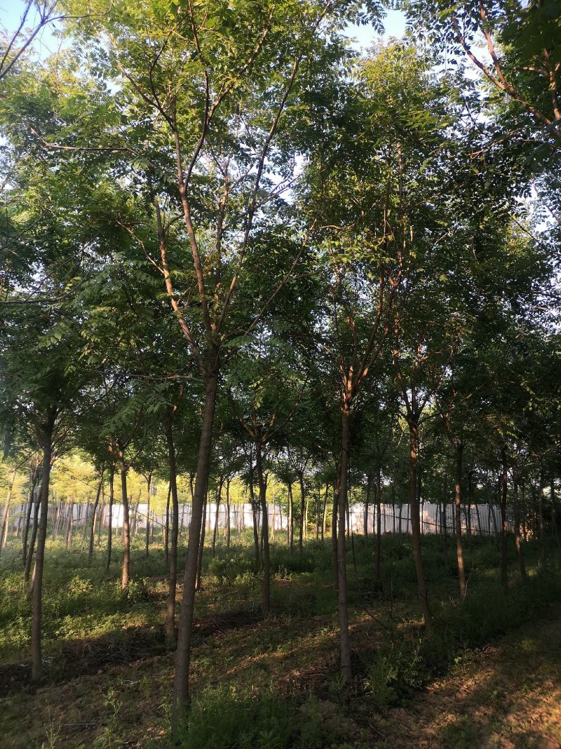 北栾树栾树10—15公分，大量供应欢迎来电咨询，