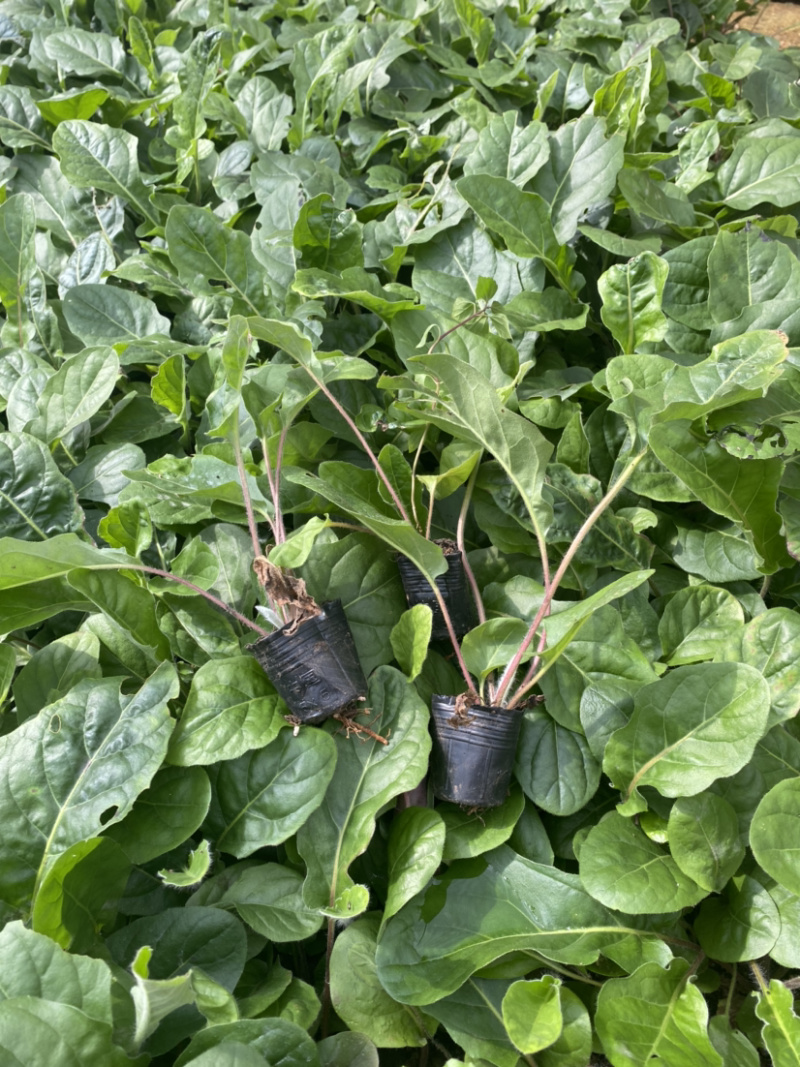 非洲菊种苗优质扶郎苗基地直销非洲菊种苗