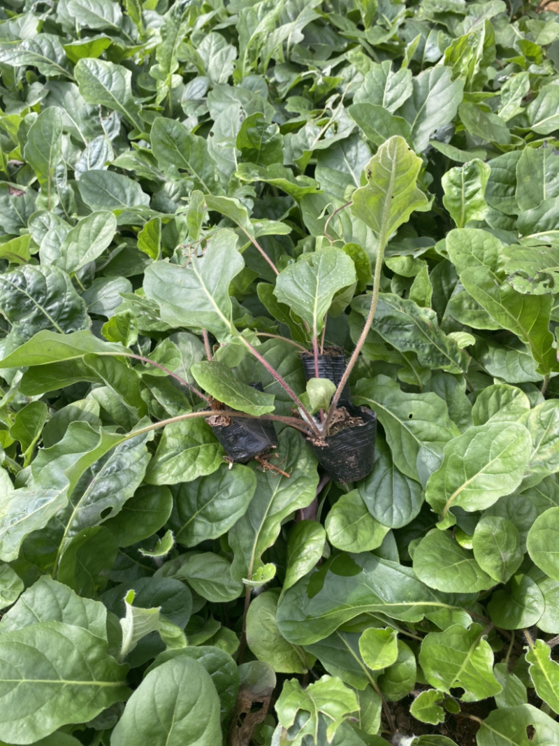 非洲菊种苗优质扶郎苗基地直销非洲菊种苗
