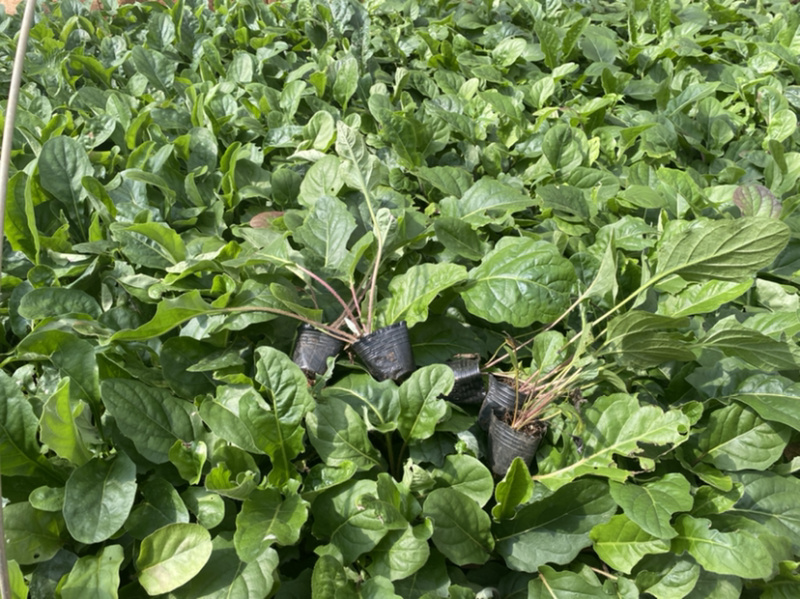 非洲菊种苗优质扶郎苗基地直销非洲菊种苗