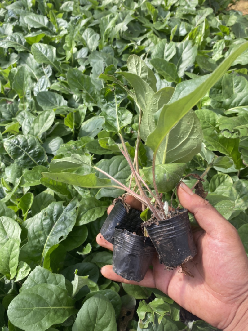 非洲菊种苗优质扶郎苗基地直销非洲菊种苗