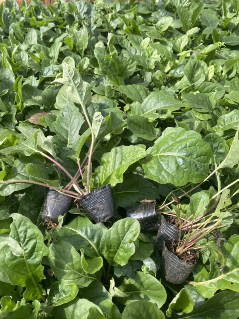 非洲菊种苗优质扶郎苗基地直销非洲菊种苗