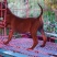 长期繁殖大中小川东大体川东猎犬比特杜高下司