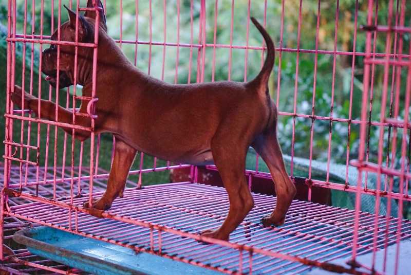 长期繁殖大中小川东大体川东猎犬比特杜高下司