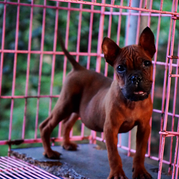 长期繁殖大中小川东大体川东猎犬比特杜高下司