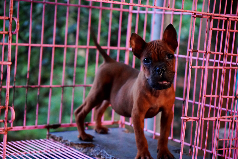 长期繁殖大中小川东大体川东猎犬比特杜高下司