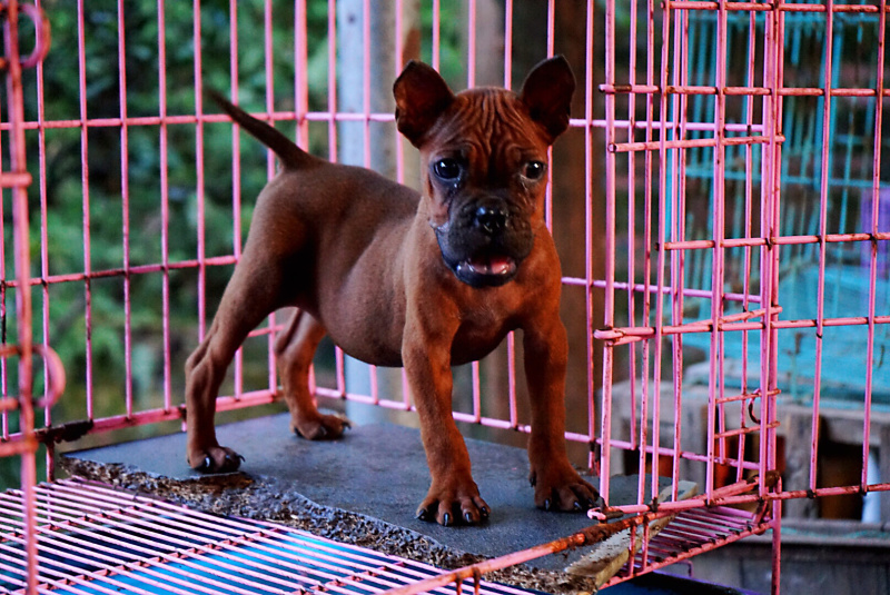长期繁殖大中小川东大体川东猎犬比特杜高下司