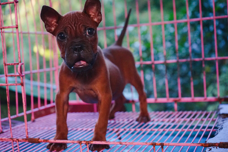 长期繁殖大中小川东大体川东猎犬比特杜高下司