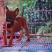 长期繁殖大中小川东大体川东猎犬比特杜高下司