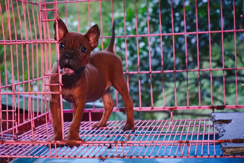 长期繁殖大中小川东大体川东猎犬比特杜高下司