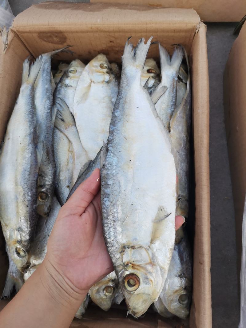 深海白鳞鱼，肉质细腻紧实，可蒸，煎，炸，都非常好吃