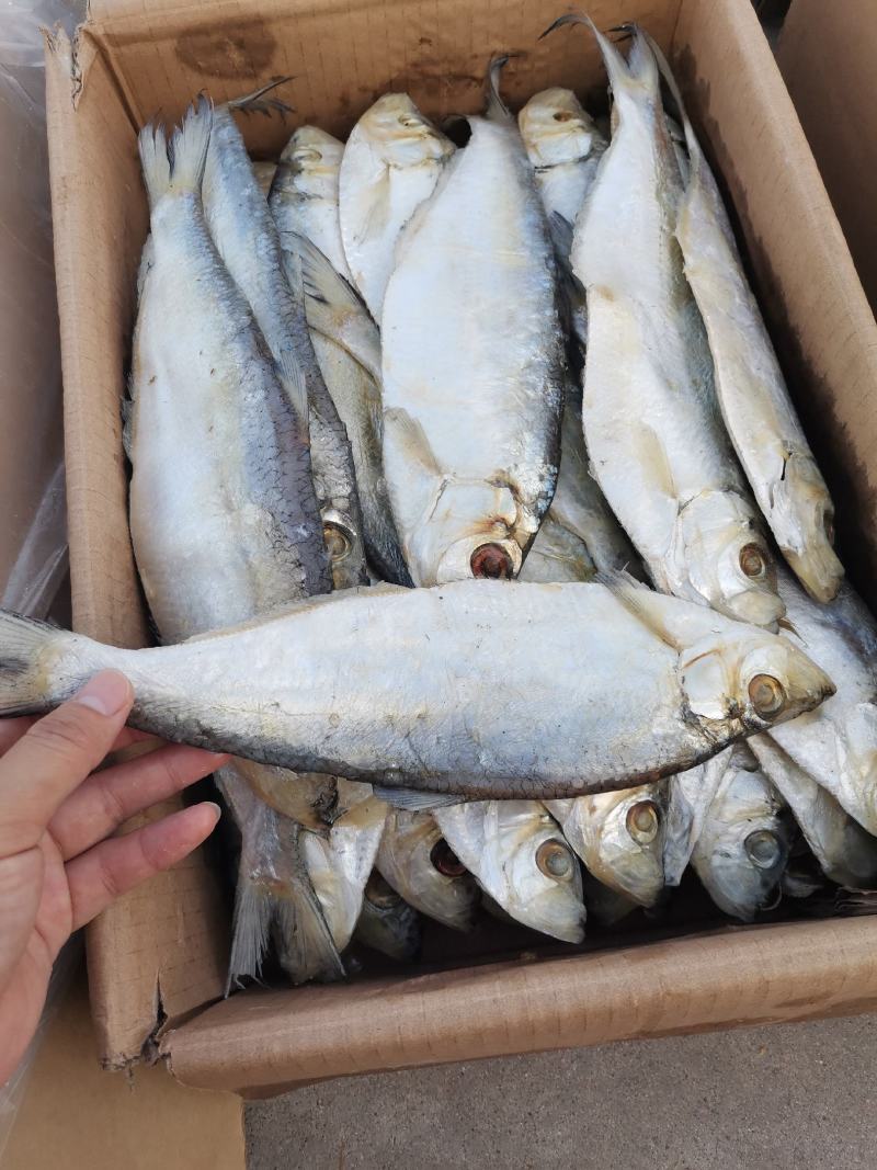 深海白鳞鱼，肉质细腻紧实，可蒸，煎，炸，都非常好吃