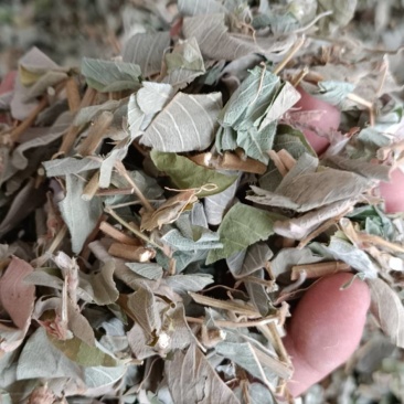 广西新鲜大叶金钱草干化石肾天然广金钱草泡水排溶石茶