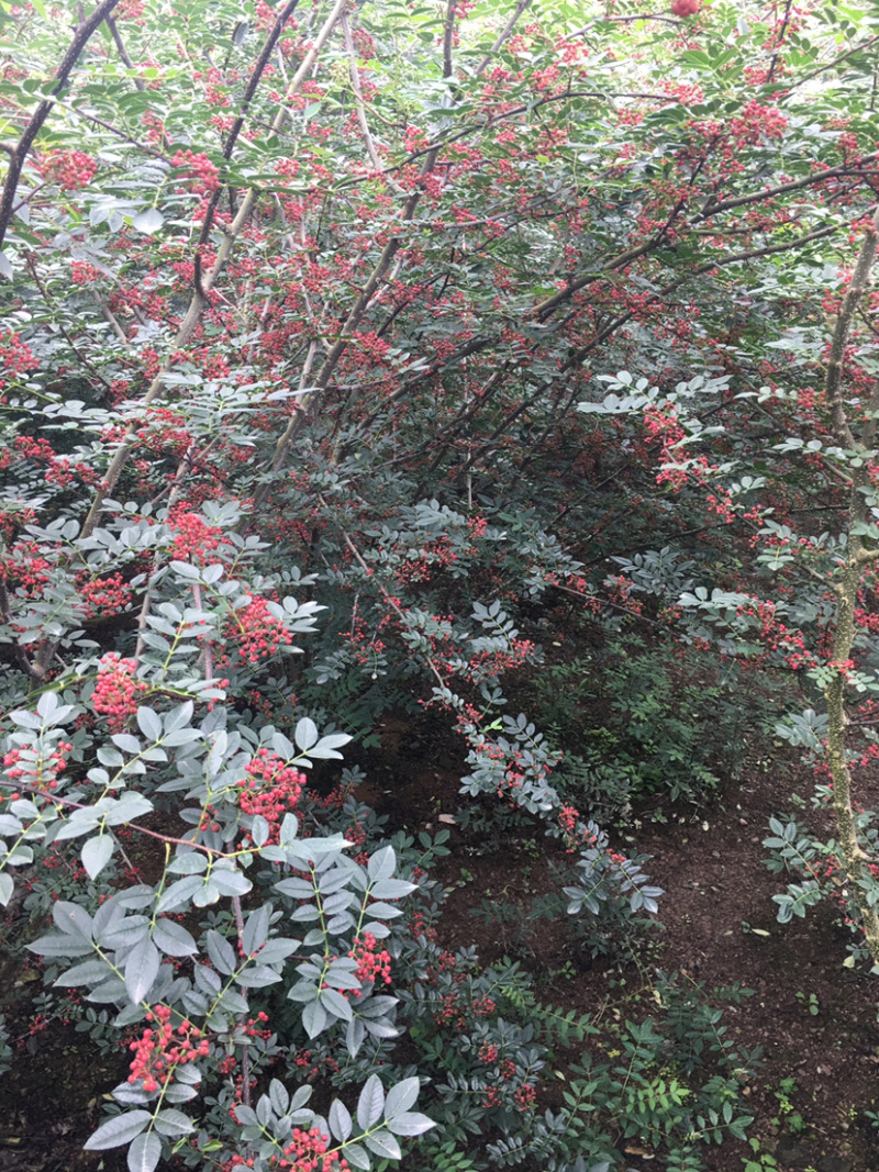正中，汉源花椒，又香又麻，嘴巴的麻的跳