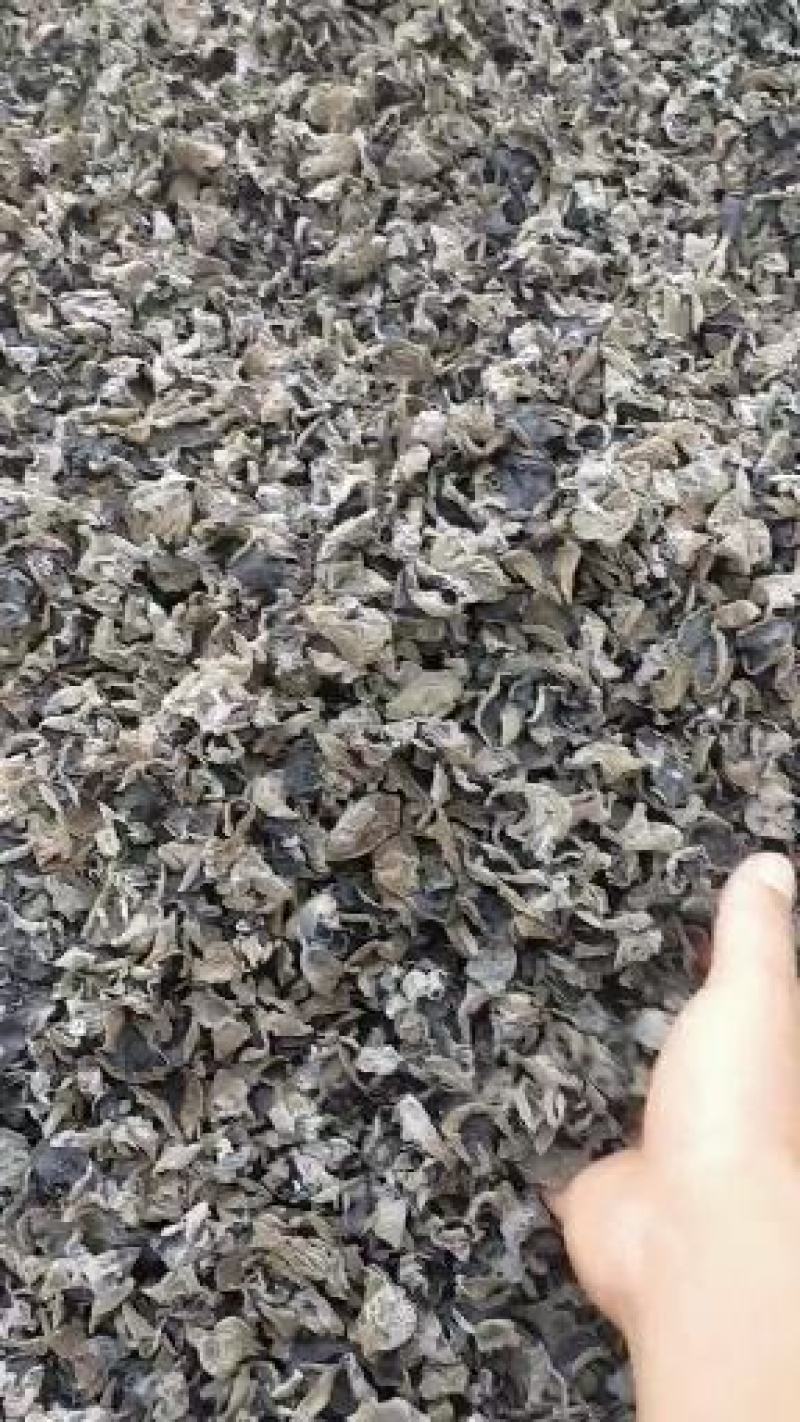 黑木耳自己种植，一手货源产地直发需要的联系我