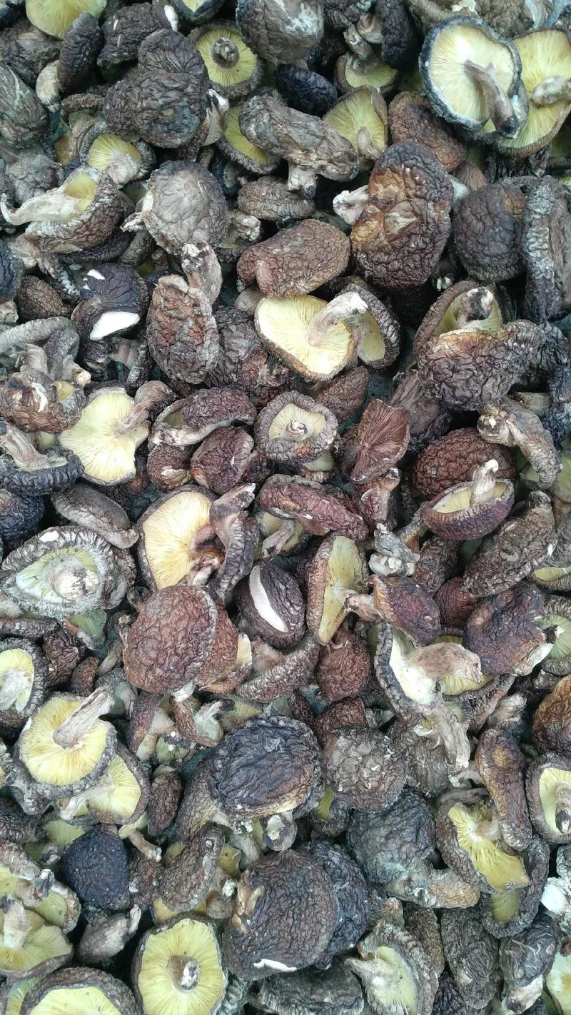 仿野生椴木木头香菇，足干货、肉质肥厚菇香味浓
